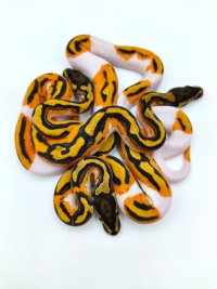 TP